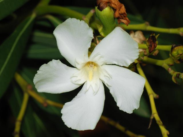 Цветок олеандр: выращивание и уход в домашних условиях, фото Способы размножения олеандра
